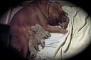 ma18 @ 0 wks