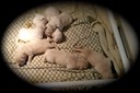sa18 @ 1.5 wks - 1