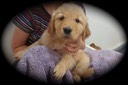 jm182 m yellow @ 6.5 wks - 03