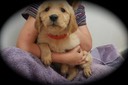 jm182 f red @ 6.5 wks - 08