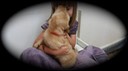 jm182 f red @ 6.5 wks - 10