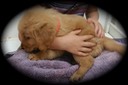 jm182 f orange @ 6.5 wks - 26