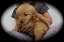 jm182 f orange @ 6.5 wks - 29