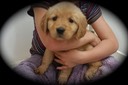 jm182 f yellow @ 6.5 wks - 40