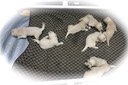 tm182 @ 2.5 wks-3