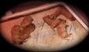 jm19 @ 1.5wks-2