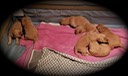 jm19 @ 2.5 wks-2