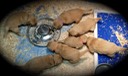 jm19 @ 4 wks - 1