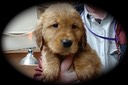 jm19 @ 8 wks ORANGE M - 09