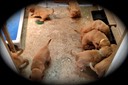 mm19 @ 5 wks - 1