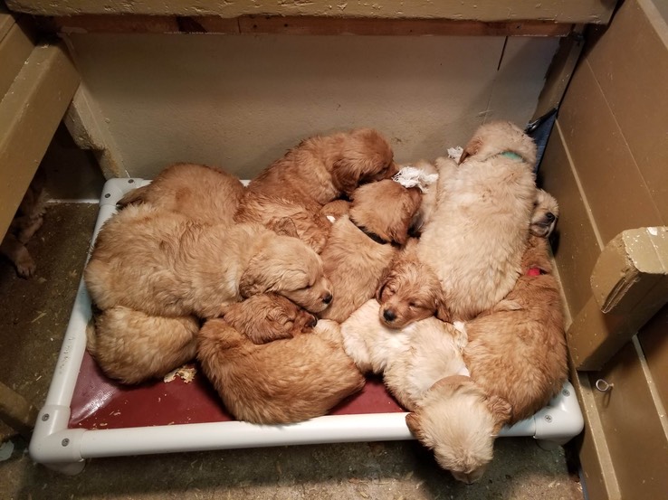 bm mm 22 @ 6, 5.5 wks-1