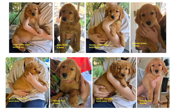 bm25 9.5wks 2