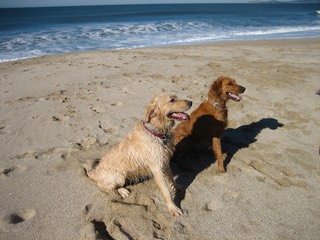 Bruno & Sadie