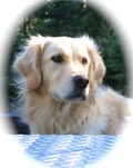 comet 2 yrs