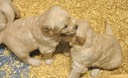 JR6 Pups-4wks