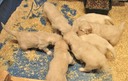 JR6 Pups-4wks