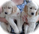 JR6 Pups @ 7wks