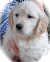 JR6 Pups @ 7wks