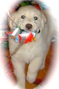 Jamine/Rufus Male-13 wks
