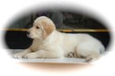 Jasmine/Rufus Male-16 wks