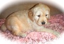 JR7-female-5wks