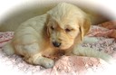 JR7-female-5wks