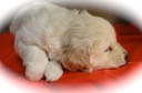 JR7-male-5wks