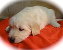 JR7-male-5wks
