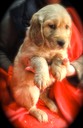 CR7 male 1 @ 6weeks