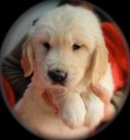 JR7 male @ 6.5 weeks