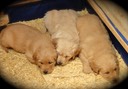 JR7 @ 6.5 weeks