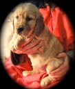 CR7 female 4 @ 6 weeks