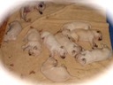 The whole Gang