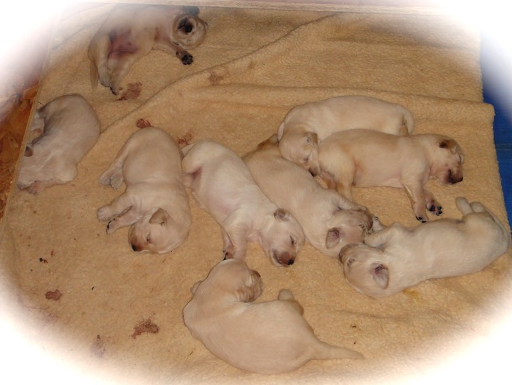 The whole Gang