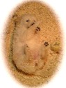 wwr2 @ 6wks - 35