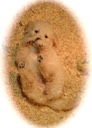 wwr2 @ 6wks - 36