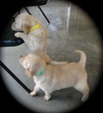 cr8 2males @ 6wks - 31