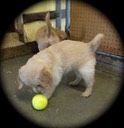 cr8 2males @ 6wks - 43