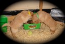 cr8 2males @ 6wks - 56