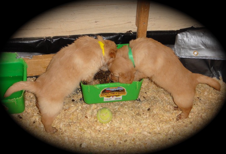 cr8 2males @ 6wks - 56