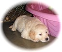 mr5 Female @ 6.5wks - 08