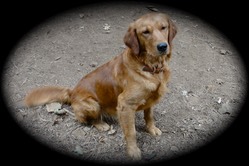 MAXIMUS