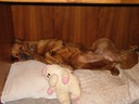 Don't Bother Me, I'm Resting