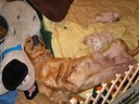 Oh my big sweet puppy