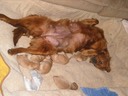 Chooey "relaxing" w/ pups