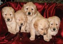 Hi-Lite's Pups