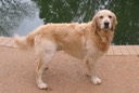 Rufus