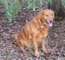 Buttercup (retired)
