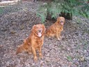 Moosey & Buttercup (Chooey's M&D)