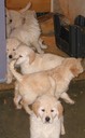 "7 Goldens" Totem Pole